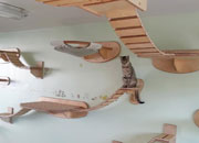 ����è�������ֳ�